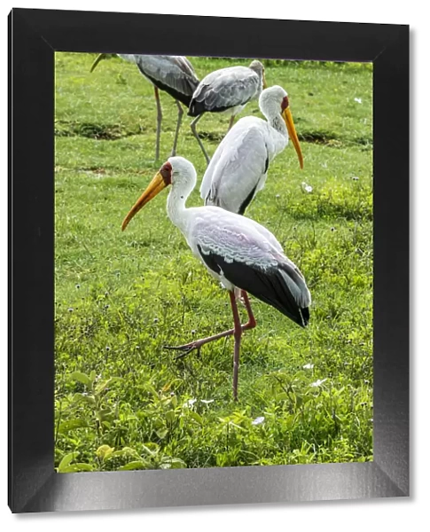 africa, Tanzania, Ngorongoro crater. Yellow billed storks