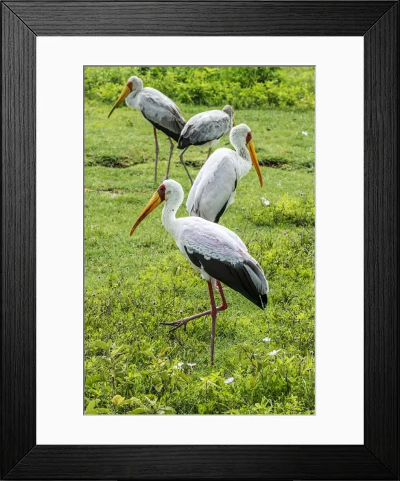 Framed Print : africa, Tanzania, Ngorongoro crater. Yellow billed storks Framed Print : africa, Tanzania, Ngorongoro crater. Yellow billed storks