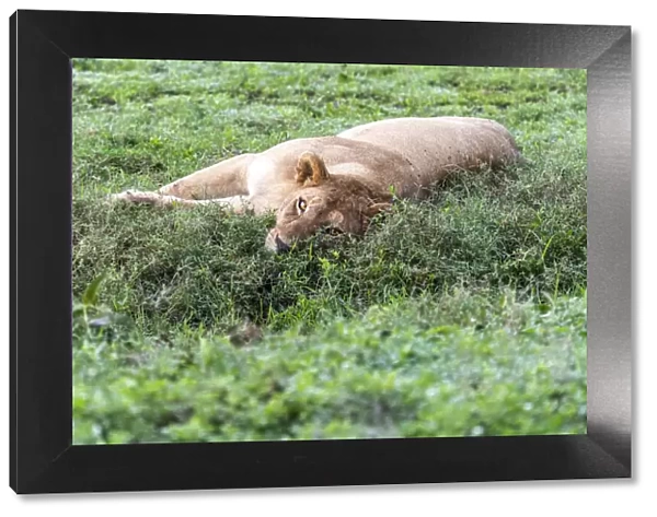 africa, Tanzania, Serengeti. A lioness in the grass of the Serengeti