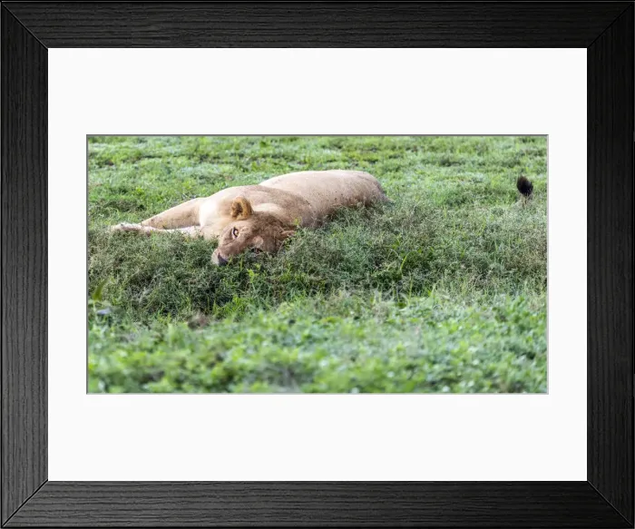 Framed Print : africa, Tanzania, Serengeti. A lioness in the grass of the Serengeti Framed Print : africa, Tanzania, Serengeti. A lioness in the grass of the Serengeti