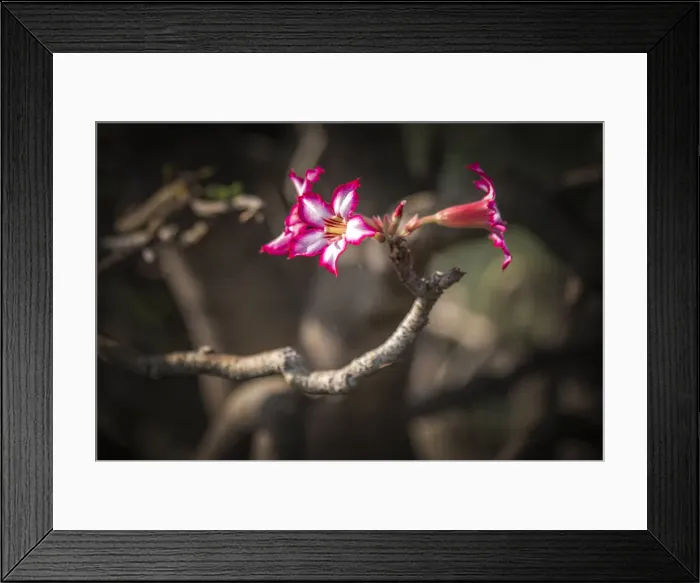 Framed Print : africa, Tanzania, Natron Lake area. The beautiful flowers of the bushmen poison Framed Print : africa, Tanzania, Natron Lake area. The beautiful flowers of the bushmen poison