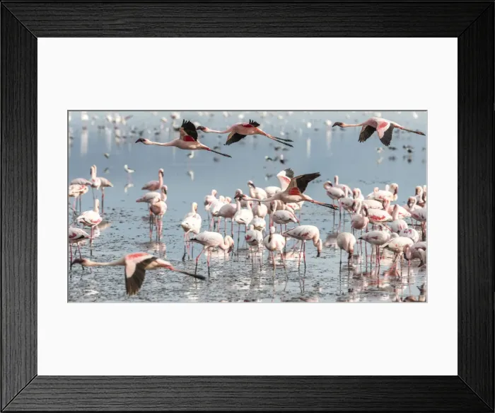 Framed Print : africa, Tanzania, Natron Lake area. Lesser flamingos in the water Framed Print : africa, Tanzania, Natron Lake area. Lesser flamingos in the water