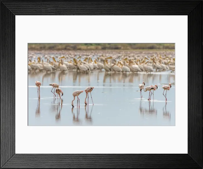 Framed Print : africa, Tanzania, Natron Lake area. Lesser flamingos and pelicans in the water Framed Print : africa, Tanzania, Natron Lake area. Lesser flamingos and pelicans in the water