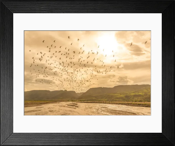 Framed Print : africa, Tanzania, Natron Lake area. A swarm of birds flying at sunset above the river