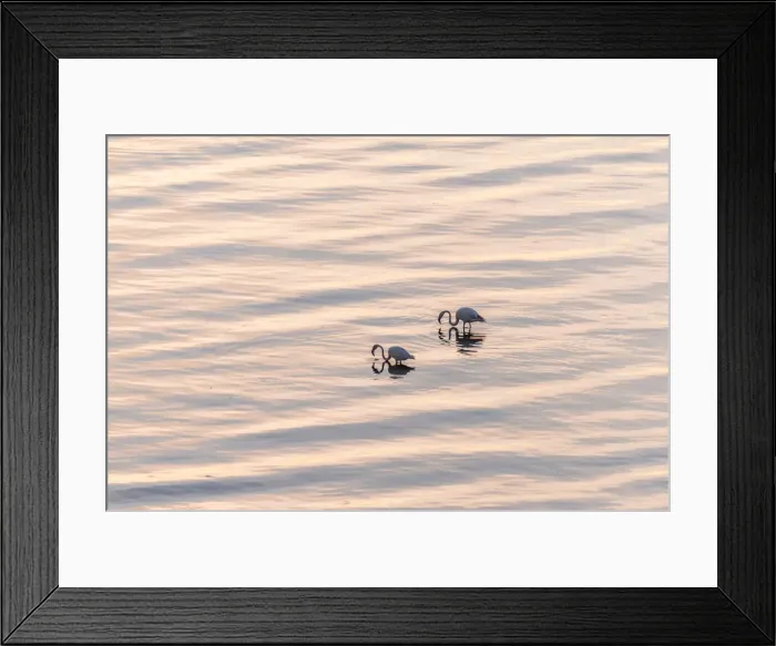 Framed Print : africa, Tanzania, Natron Lake area. Sunrise on the lake with flamingos Framed Print : africa, Tanzania, Natron Lake area. Sunrise on the lake with flamingos