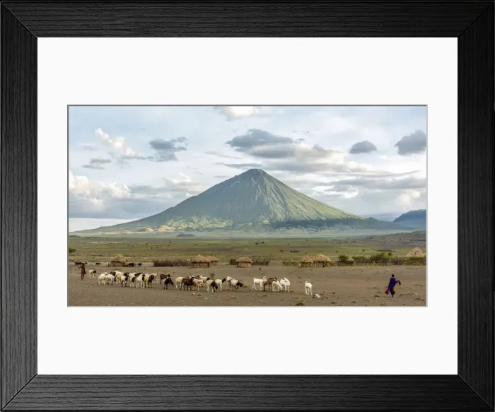 Framed Print : africa, Tanzania, Natron Lake area. Sunset at the Ol Doinyo Lengai with goat herds coming Framed Print : africa, Tanzania, Natron Lake area. Sunset at the Ol Doinyo Lengai with goat herds coming