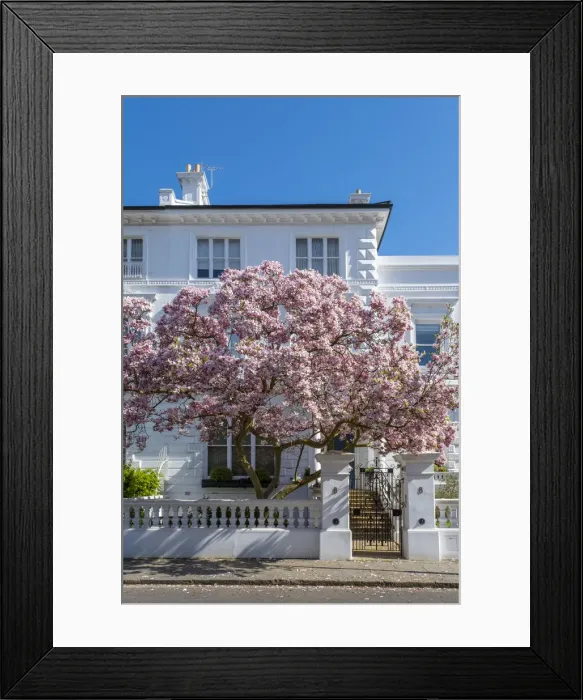 Framed Print : Magnolia tree in blossom, South Kensington, London, England, UK