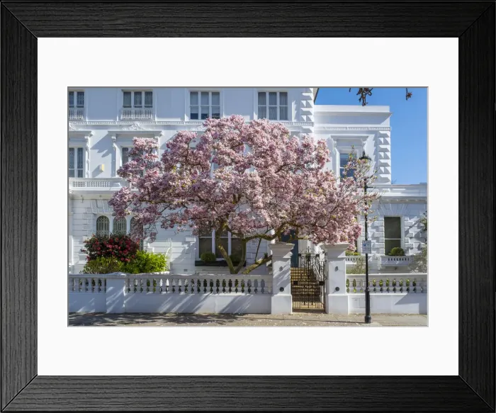 Framed Print : Magnolia tree in blossom, South Kensington, London, England, UK Framed Print : Magnolia tree in blossom, South Kensington, London, England, UK
