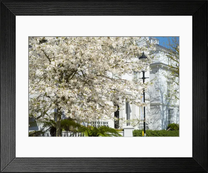 Framed Print : Cherry tree in blossom, Notting Hill, London, England, UK Framed Print : Cherry tree in blossom, Notting Hill, London, England, UK