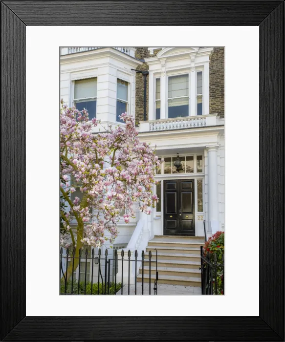 Framed Print : Magnolia tree in blossom, Holland Park, Kensington, London, England, UK