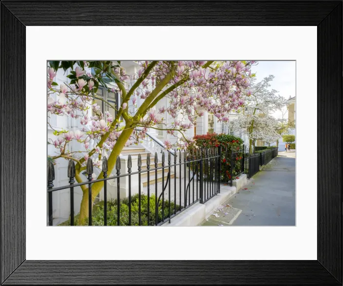 Framed Print : Magnolia tree in blossom, Holland Park, Kensington, London, England, UK