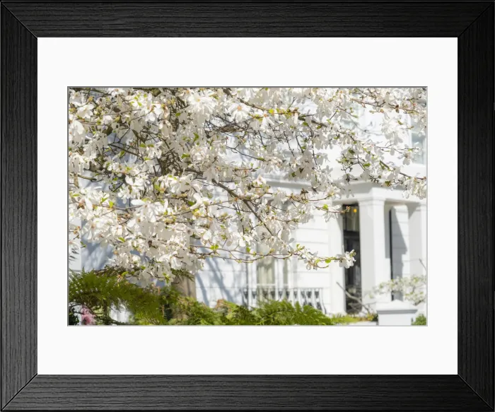 Framed Print : Cherry tree in blossom, Notting Hill, London, England, UK