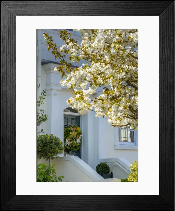 Framed Print : Cherry tree in blossom, Holland Park, Kensington, London, England, UK Framed Print : Cherry tree in blossom, Holland Park, Kensington, London, England, UK