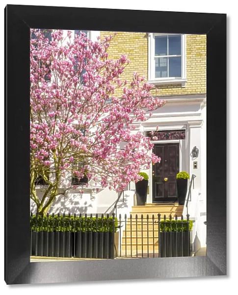 Magnolia tree in blossom, Holland Park, Kensington, London, England, UK
