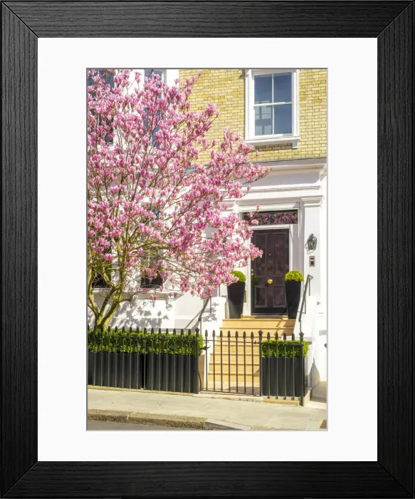 Framed Print : Magnolia tree in blossom, Holland Park, Kensington, London, England, UK Framed Print : Magnolia tree in blossom, Holland Park, Kensington, London, England, UK