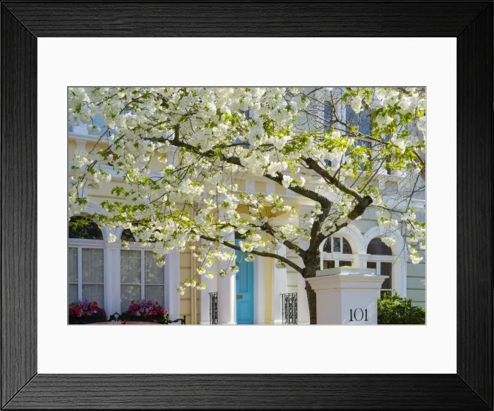 Framed Print : Cherry tree in blossom, Notting Hill, London, England, UK Framed Print : Cherry tree in blossom, Notting Hill, London, England, UK