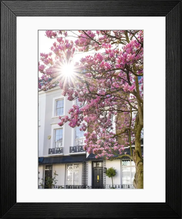 Framed Print : Magnolia tree in blossom, Notting Hill, London, England, UK Framed Print : Magnolia tree in blossom, Notting Hill, London, England, UK