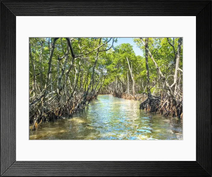 Framed Print : USA, Florida, Everglades City, Everglades, Mangroves, Barron River Framed Print : USA, Florida, Everglades City, Everglades, Mangroves, Barron River