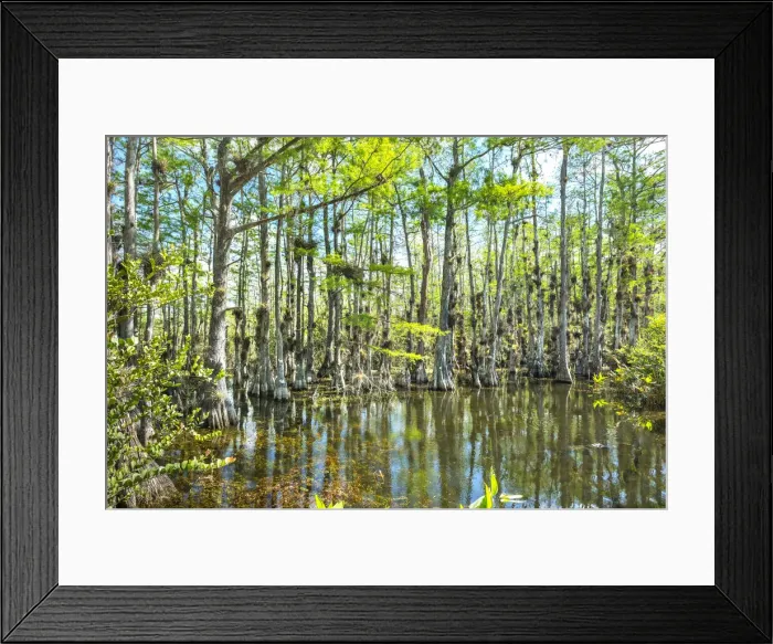 Framed Print : USA, Florida, Big Cypress National Preserve, Loop Road, Bald Cypress Tree Swamp Framed Print : USA, Florida, Big Cypress National Preserve, Loop Road, Bald Cypress Tree Swamp