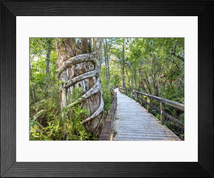 Framed Print : USA, Florida, Strangler Fig Chokes A Tree, Big Cypress Bend Boardwalk Framed Print : USA, Florida, Strangler Fig Chokes A Tree, Big Cypress Bend Boardwalk