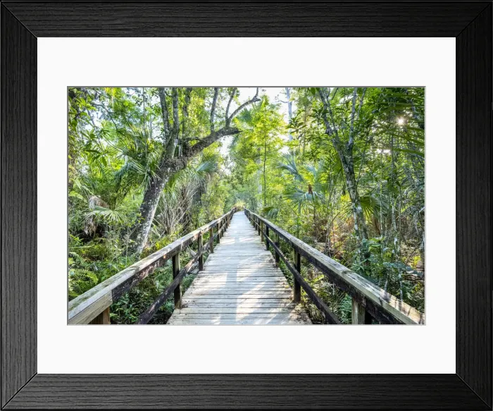 Framed Print : USA, Florida, Big Cypress Bend Boardwalk, Fakahatchee Strand State Preserve, Everglades Framed Print : USA, Florida, Big Cypress Bend Boardwalk, Fakahatchee Strand State Preserve, Everglades