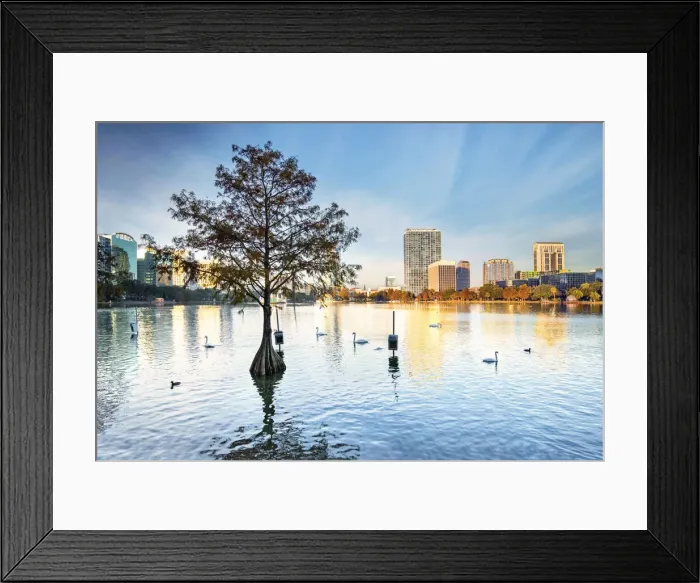 Framed Print : USA, Florida, Orlando, Lake Eola, Lake Eola Park, Swans, Cypress Tree, Downtown Skyline Framed Print : USA, Florida, Orlando, Lake Eola, Lake Eola Park, Swans, Cypress Tree, Downtown Skyline
