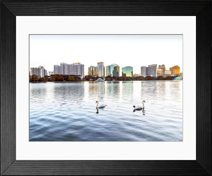 Framed Print : USA, Florida, Orlando, Lake Eola, Lake Eola Park, Swans, Downtown Skyline Framed Print : USA, Florida, Orlando, Lake Eola, Lake Eola Park, Swans, Downtown Skyline