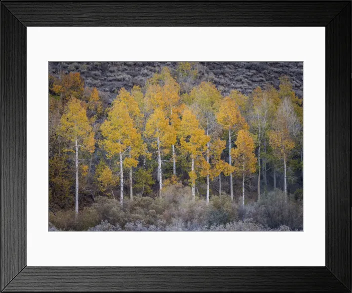 Framed Print : Aspens in fall colours, Sierra Nevada, California, USA. autumn (October) 2013 Framed Print : Aspens in fall colours, Sierra Nevada, California, USA. autumn (October) 2013
