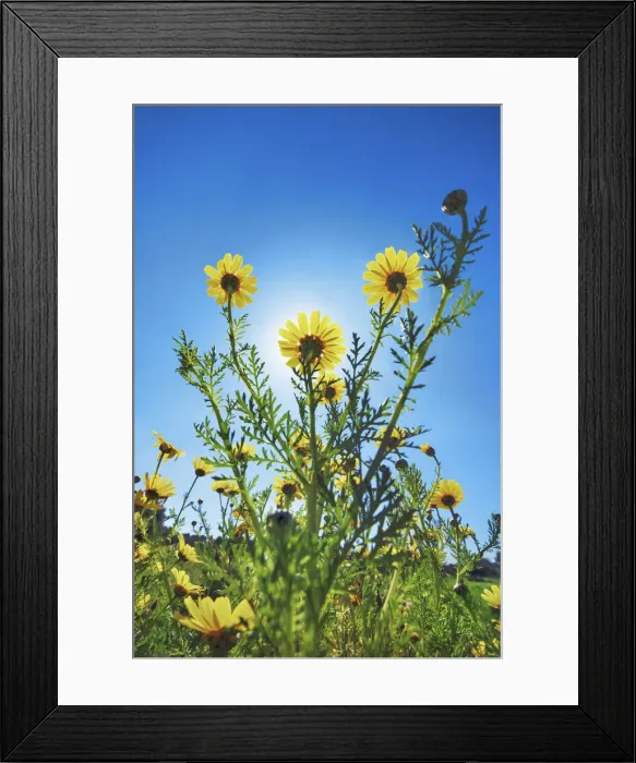 Framed Print : Daisy - Italy, Sicily, Siracusa, Cassibile Framed Print : Daisy - Italy, Sicily, Siracusa, Cassibile