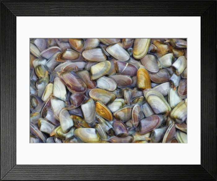Framed Print : Mollusc on fish market - Italy, Sicily, Catania, Catania, fish market Framed Print : Mollusc on fish market - Italy, Sicily, Catania, Catania, fish market