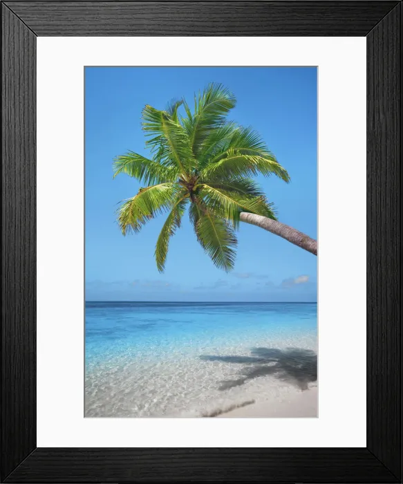 Framed Print : Palm trees and tropical beach - Maldives, Nord Nilandhe Atoll, Filitheyo Framed Print : Palm trees and tropical beach - Maldives, Nord Nilandhe Atoll, Filitheyo