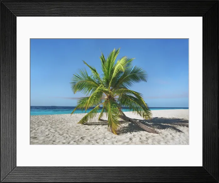 Framed Print : Palm trees and tropical beach - Maldives, Nord Nilandhe Atoll, Filitheyo Framed Print : Palm trees and tropical beach - Maldives, Nord Nilandhe Atoll, Filitheyo