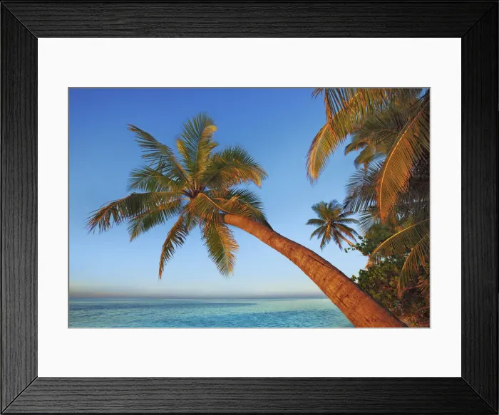 Framed Print : Coconut palm - Maldives, Nord Nilandhe Atoll, Filitheyo Framed Print : Coconut palm - Maldives, Nord Nilandhe Atoll, Filitheyo