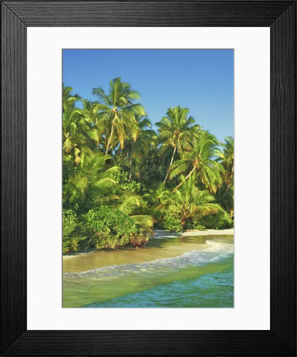 Framed Print : Coconutpalm shore - Maldives, Nord Nilandhe Atoll, Filitheyo