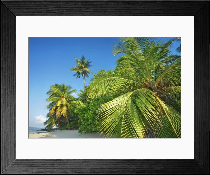 Framed Print : Coconutpalm shore - Maldives, Baa Atoll, Kunfunadhoo - Soneva Fushi Framed Print : Coconutpalm shore - Maldives, Baa Atoll, Kunfunadhoo - Soneva Fushi