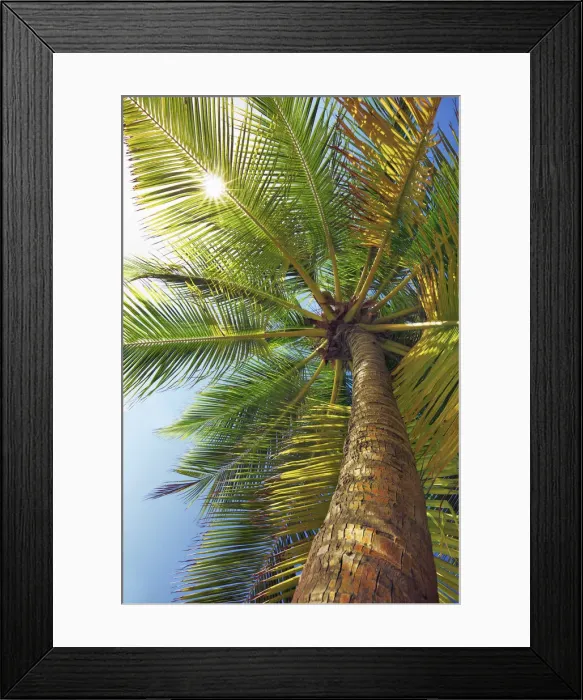 Framed Print : Coconut palm - Maldives, Nord Nilandhe Atoll, Filitheyo Framed Print : Coconut palm - Maldives, Nord Nilandhe Atoll, Filitheyo
