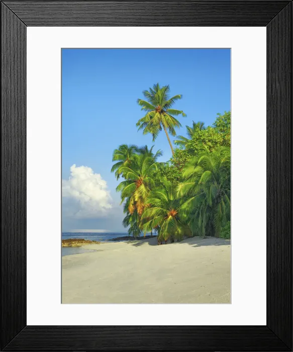 Framed Print : Coconutpalm shore - Maldives, Baa Atoll, Kunfunadhoo - Soneva Fushi