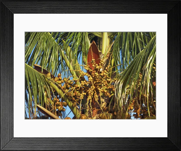 Framed Print : Coconut palm - Maldives, South Male Atoll, Mahaanaelhihuraa - Rihiveli Framed Print : Coconut palm - Maldives, South Male Atoll, Mahaanaelhihuraa - Rihiveli