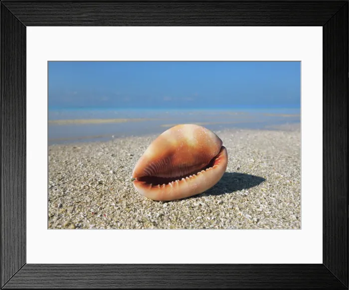 Framed Print : Red helmet shell - Maldives, South Male Atoll, Mahaanaelhihuraa - Rihiveli Framed Print : Red helmet shell - Maldives, South Male Atoll, Mahaanaelhihuraa - Rihiveli