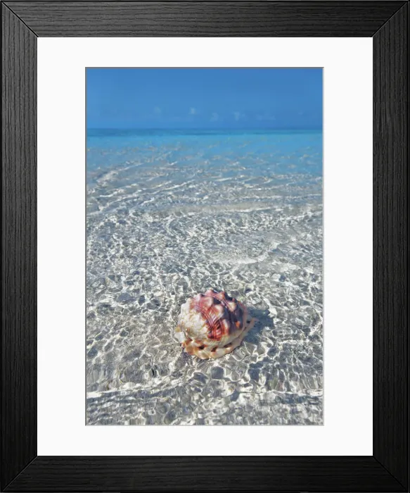 Framed Print : Red helmet shell in tropical lagoon - Maldives, South Male Atoll Framed Print : Red helmet shell in tropical lagoon - Maldives, South Male Atoll