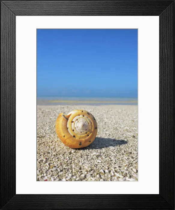 Framed Print : Conus snail - Maldives, South Male Atoll, Mahaanaelhihuraa - Rihiveli