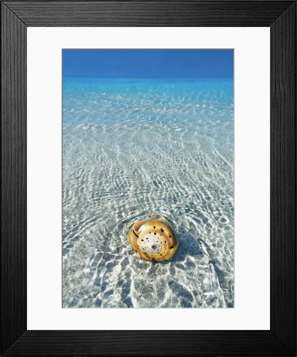 Framed Print : Conus snail in tropical lagoon - Maldives, South Male Atoll, Mahaanaelhihuraa - Rihiveli Framed Print : Conus snail in tropical lagoon - Maldives, South Male Atoll, Mahaanaelhihuraa - Rihiveli