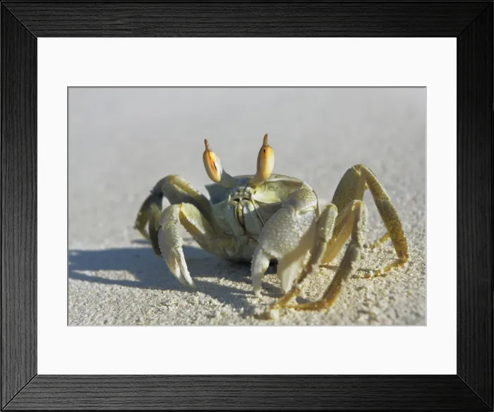 Framed Print : Crab - Maldives, Baa Atoll, Kunfunadhoo - Soneva Fushi