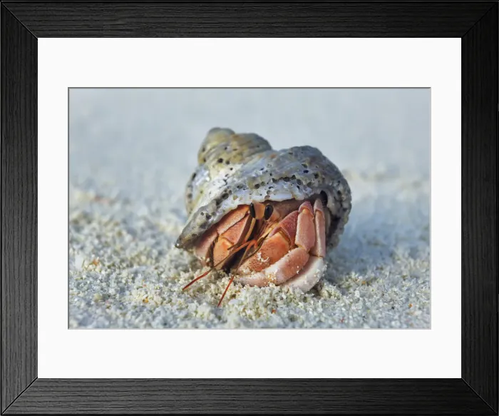 Framed Print : Hermit crab - Maldives, Baa Atoll, Kunfunadhoo - Soneva Fushi Framed Print : Hermit crab - Maldives, Baa Atoll, Kunfunadhoo - Soneva Fushi