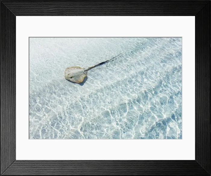 Framed Print : Stingray - Maldives, Haa Alifu Atoll, Dhonakulhi - Island Hideaway Framed Print : Stingray - Maldives, Haa Alifu Atoll, Dhonakulhi - Island Hideaway