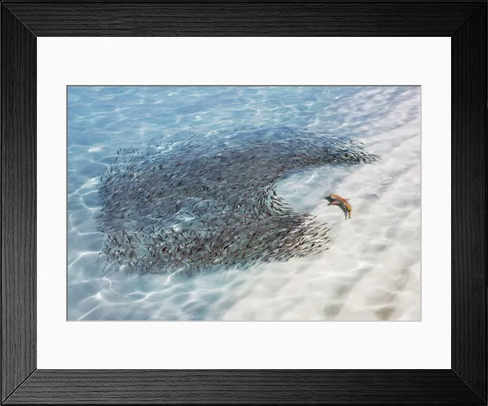 Framed Print : Blacktip reef shark (juvenile) and fish swarm - Maldives, Baa Atoll Framed Print : Blacktip reef shark (juvenile) and fish swarm - Maldives, Baa Atoll