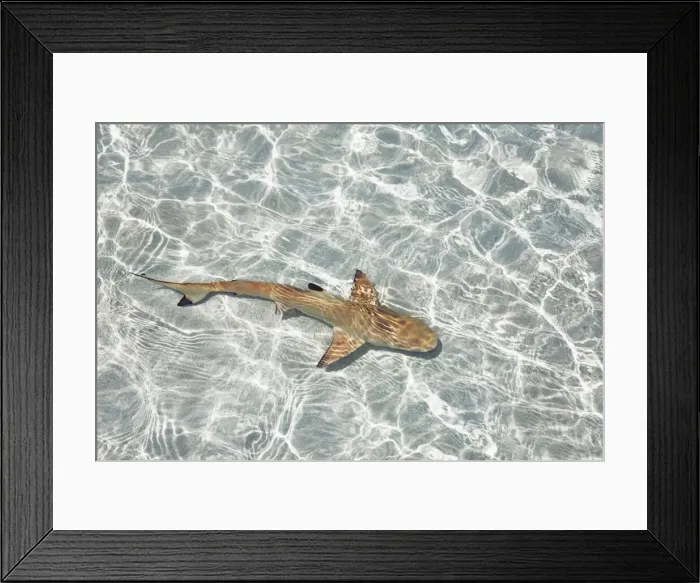 Framed Print : Blacktip reef shark (juvenile) - Maldives, Haa Alifu Atoll, Dhonakulhi - Island Hideaway Framed Print : Blacktip reef shark (juvenile) - Maldives, Haa Alifu Atoll, Dhonakulhi - Island Hideaway