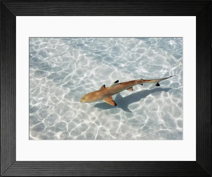 Framed Print : Blacktip reef shark (juvenile) - Maldives, Haa Alifu Atoll, Dhonakulhi - Island Hideaway Framed Print : Blacktip reef shark (juvenile) - Maldives, Haa Alifu Atoll, Dhonakulhi - Island Hideaway