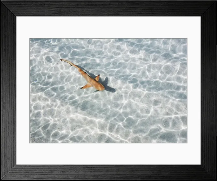 Framed Print : Blacktip reef shark (juvenile) - Maldives, Haa Alifu Atoll, Dhonakulhi - Island Hideaway Framed Print : Blacktip reef shark (juvenile) - Maldives, Haa Alifu Atoll, Dhonakulhi - Island Hideaway