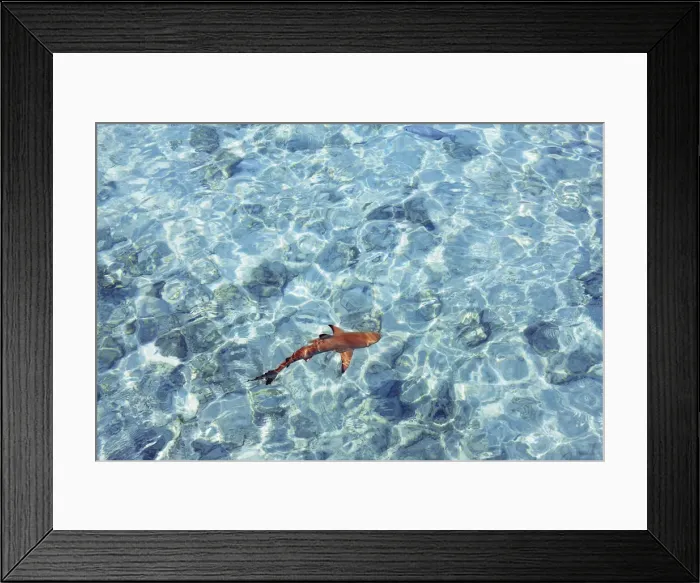 Framed Print : Blacktip reef shark (juvenile) - Maldives, Haa Alifu Atoll, Dhonakulhi - Island Hideaway Framed Print : Blacktip reef shark (juvenile) - Maldives, Haa Alifu Atoll, Dhonakulhi - Island Hideaway